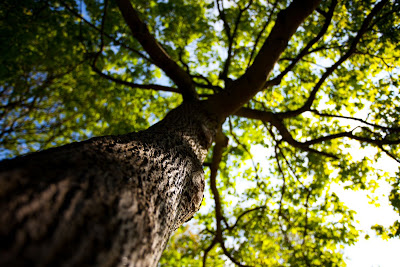 Looking-up-a-tree_Large – Funeral Consumers Alliance of Pennsylvania