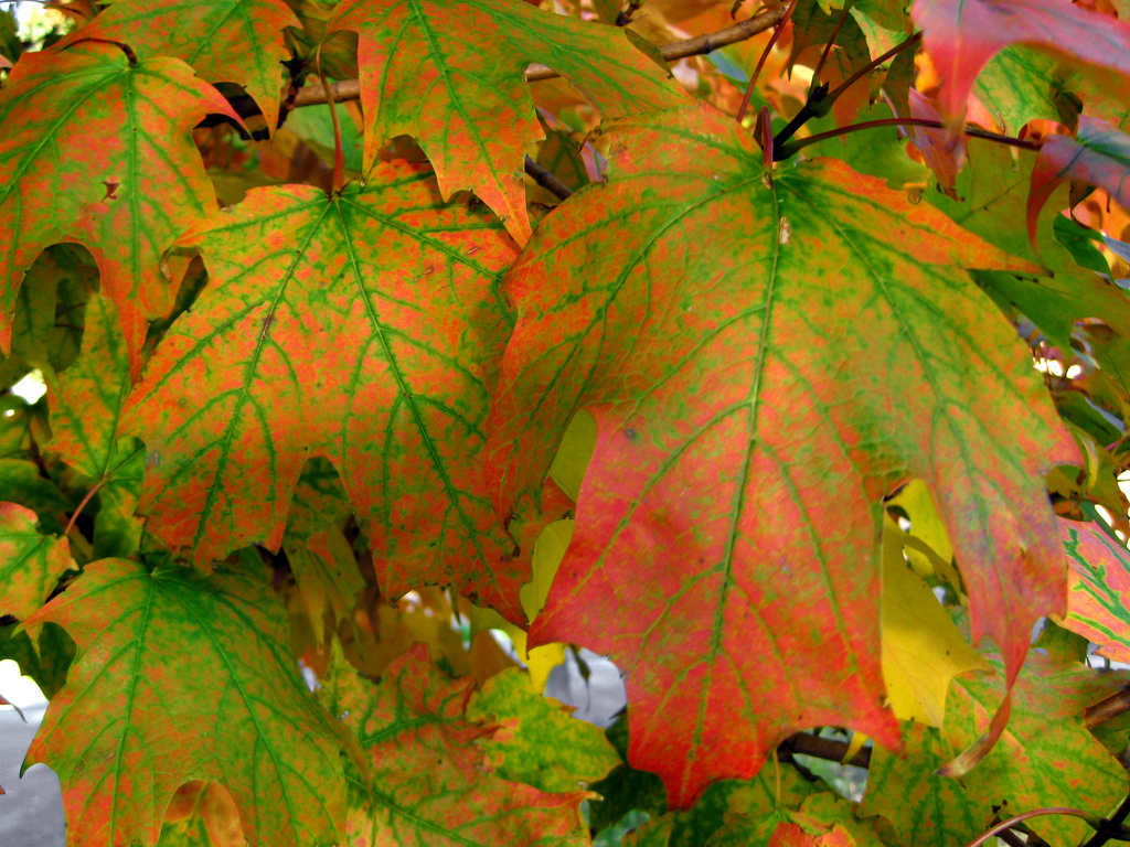 green and orange maple leaves